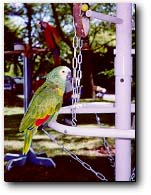 Parrots and Rehabilitation
